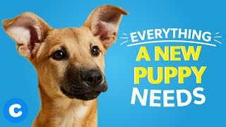 10 Puppy Products for New Pet Parents | Chewy