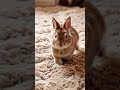 cute playful rabbit loves being watched rabbit cuterabbit cute foryou bunny