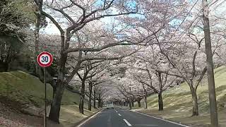 春景色🌸桜色の空をお届け致します🌈音楽健康指導士まりこ