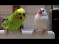 緑色の文鳥？に迫られ戸惑う白文鳥＆桜文鳥ほーちゃん 文鳥動画