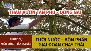 APN -  TƯỚI NƯỚC BÓN PHÂN GIAI ĐOẠN CHẠY TRÁI - THỰC TẾ THĂM VƯỜN TÂN PHÚ, ĐỒNG NAI