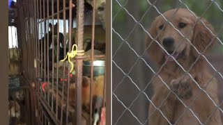 La fiesta de la carne de perro en China, victima colateral del coronavirus | AFP