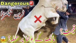 Bulls out Of Control 😱Rafay Khubsurat Bachriya La Aya Qurbani 2023 Ka Liye 😍 | cow mandi 2023