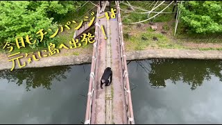 【熊本市動植物園】チンパンジーの島を探検してみよう！