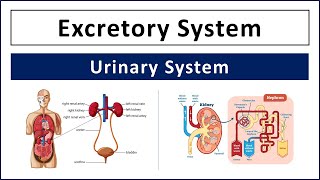 Excretory System (Urinary System) | Organs of Excretory System - Kidneys, Ureters, Bladder, Urethra
