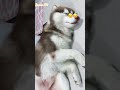 ឆ្កែអភិជន roman peacefully for sleeping 😴💋🥰😘🐶🫶 huskyfun funnyhusky husky doglover