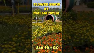 Malampuzha flower show 2025 #palakad #flowershow2025 #malampuzha #trending #shorts #viralvideo