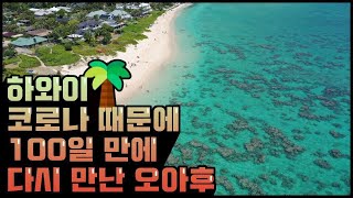 하와이 코로나 때문에 100일만에 다시 만난 오아후