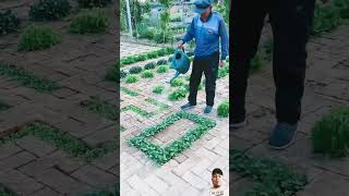 Amazing gardening #remix #agriculture #gardeningtips #farming #shortsvideo