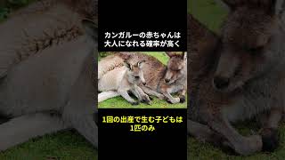 【驚異的】カンガルーに関する面白い生態雑学 #動物 #動物雑学 #雑学 #short #トリビア #動物トリビア