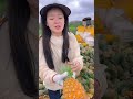 rural farmer harvest lots of delicious sweet pineapple 🍍🍍 shorts pineapple youtubeshorts