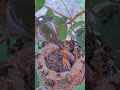 allens hummingbird feeding chicks forest and autumn 11 u0026 13 days old babyhummingbird hummingbirds