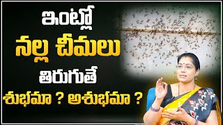 Latha Jandhyala : | Intlo Nalla Cheemalu Tirigite ? | నల్ల చీమలు ఇంట్లో తిరిగితే .. | SumanTV