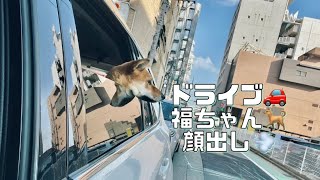 癒しわんこ！ドライブ🚗豆柴福ちゃん🐕