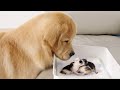 Golden Retriever Meets Newborn Kitten for First Time