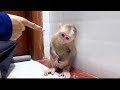 Mother punished Baby monkey Miker then feeding him milk