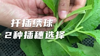 很多花友扦插绣球不会选插穗，本期讲2种剪法，第2种是爆笋小技巧