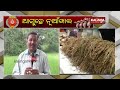 subarnapur prepares to celebrate nuakhai saria rice price remains high due to low production ktv