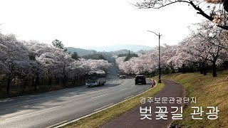 경주보문관광단지 '벚꽃길 관광'(240407)