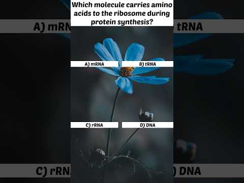 Is an adapter molecule which brings amino acids to the ribosome to build a protein?