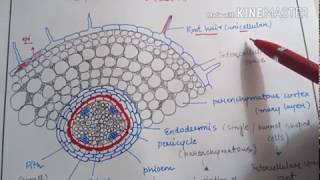 Anatomy of monocot root and dicot root/basic differences for NEET AIIMS JIPMER.