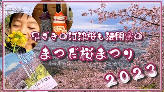 【早咲き河津桜】「まつだ桜まつり」菜の花とのコントラストが絶景！！神奈川県松田町