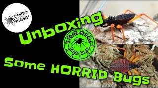 Unboxing HORRID Bugs.... Psytalla horrida. Spiny Assassin Bugs