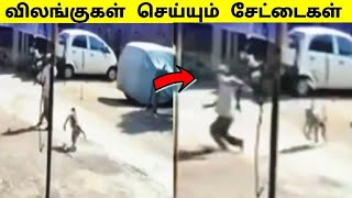 கேமராவில் பதிவான நிகழ்வுகள் / Unbelievable moments caught on camera