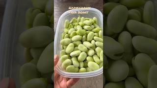 【种蚕豆】Plant three dry fava beans, harvest a bunch of fresh beans. 下三粒干蚕豆种子，收一堆新鲜蚕豆