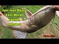 JUAL IKAN BAUNG EKOR MERAH KEPADA  SAHABAT