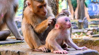 Peacefully!! Brother Monkey LEO helps to grooming \u0026 Train to her Little Sister LiLy Learn to walking