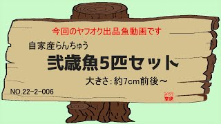 ヤフオク出品魚です　自家産らんちゅう弐歳魚5匹　No 22 -2- 006