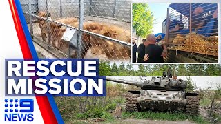 Australians help rescue pride of lions from Ukraine | 9 News Australia