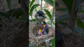 19  鸟妈妈细心的给孩子喂黄泡 #birds #nature #wildlife #birdsounds #animals #babybird #birdlife #birdphotography