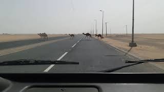 kuwait salmi road