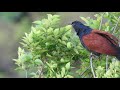 greater coucal call 褐翅鴉鵑叫鳴 @ hong kong 香港 2019.3.22