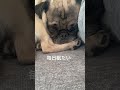 まどろみ太郎 パグ pug pug パグ太郎 犬のいる生活 保護犬 shorts 寝る犬