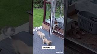 子犬たちに飛びかかって叱る猫!ニャンパンチ!! #猫  #犬 #shorts #ショーツ