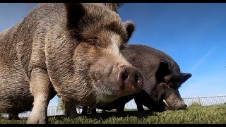 The Huge Myth Behind Micro Pigs