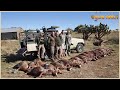 Amazing: How Do American Hunters And Farmers Deal With Million Of Wild Boar By Guns And Hunting Dogs