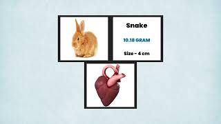 Heart Size Comparison | Animal Heart size | Monster Heart Size | Things Comparison