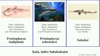 Kala, lahko Sahahaikalat fish Pristiophorus delicatus Hot warreni Keefe nudipinnis Pliotrema Nat