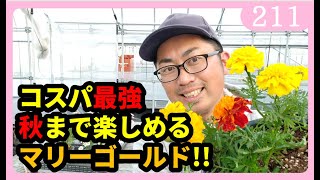 マリーゴールドの育て方 コスパ最強 初心者におススメ！ 園芸 ガーデニング ｂｙ園芸チャンネル 211