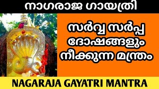 സർവ്വ സർപ്പ ദോഷങ്ങളും നീക്കുന്ന മന്ത്രം || NAGARAJA GAYATRI MANTRA || Ayilyapooja