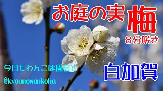 お庭の実梅（白加賀）8分咲き・今日もわんこは園芸と