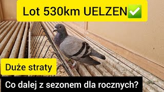 7 LOT DWUDNIOWY 530KM UELZEN✅️ DUŻE BRAKI  |《 CO DALEJ Z SEZONEM ROCZNYCH❓️❓️❓️ Gołębie Pocztowe