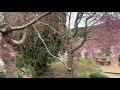 大神神社 おおみわじんじゃ の展望台からの桜