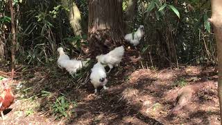 金時山：烏骨鶏のケンカ