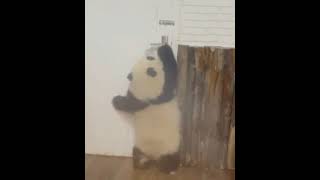 The Clever Baby HeHua Trying to Unlock the Door 🐼😂| Panda HappyLand #shorts