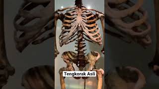 Tengkorak Asli Museum New York